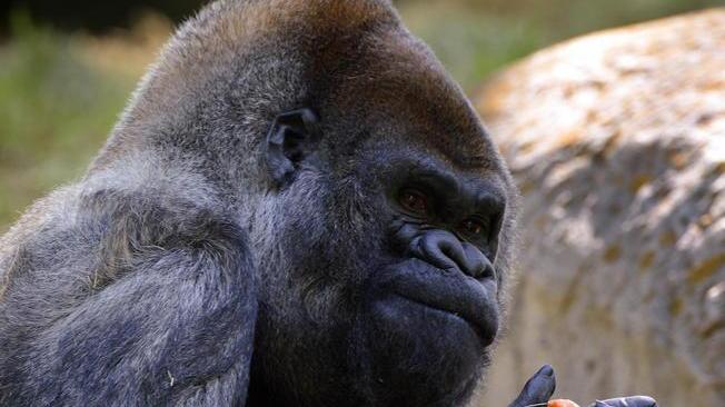 Usa: è morto a 61 anni Ozzie, gorilla più vecchio del mondo