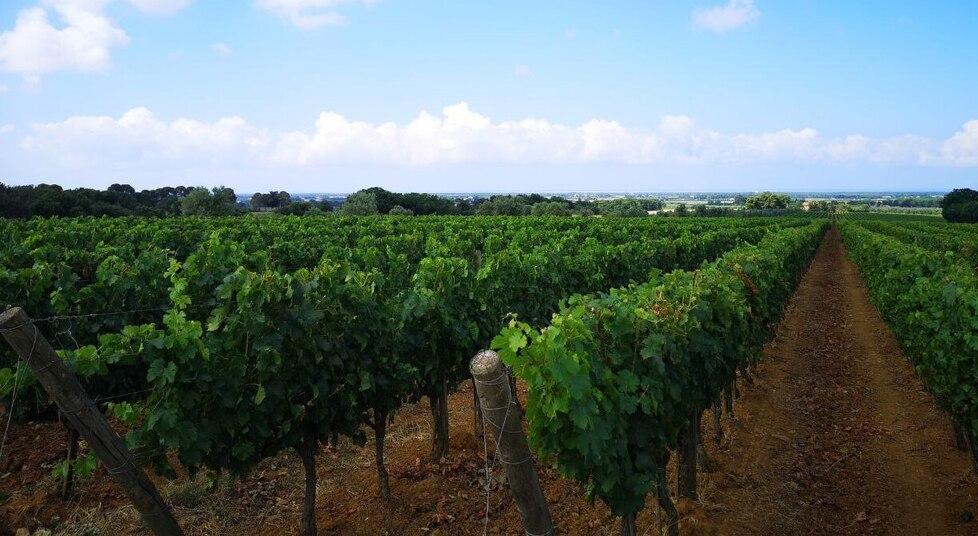 Bottiglie esaurite, Volpolo 2019 misura la crescita di Podere Sapaio 