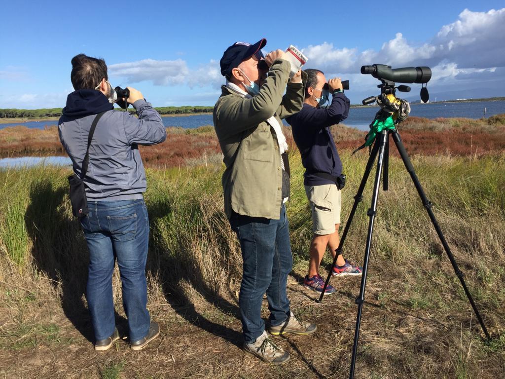 Sempre più falchi pescatori nelle zone umide dell'Oristanese