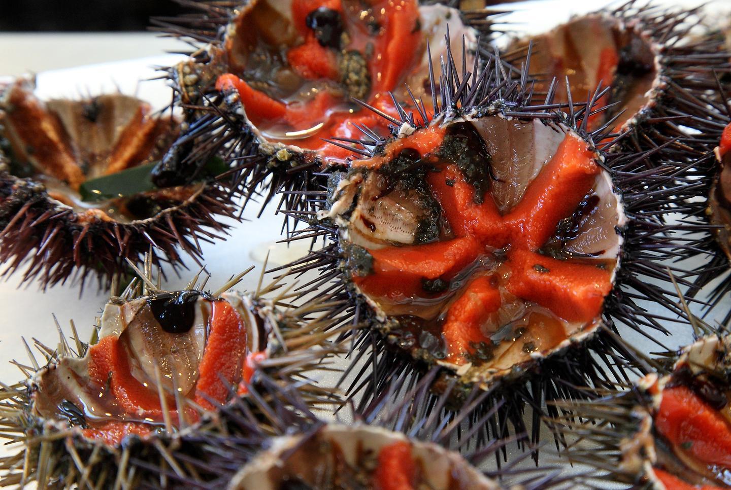 Ricci, il fermo biologico potrebbe slittare