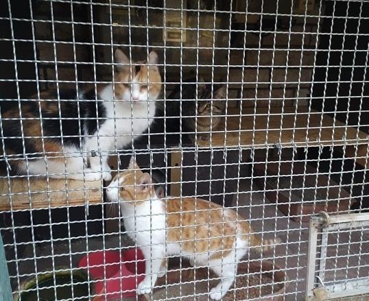 I gatti sequestrati da Opia, la replica del proprietario: «Le gatte stavano bene Niente maltrattamenti» 