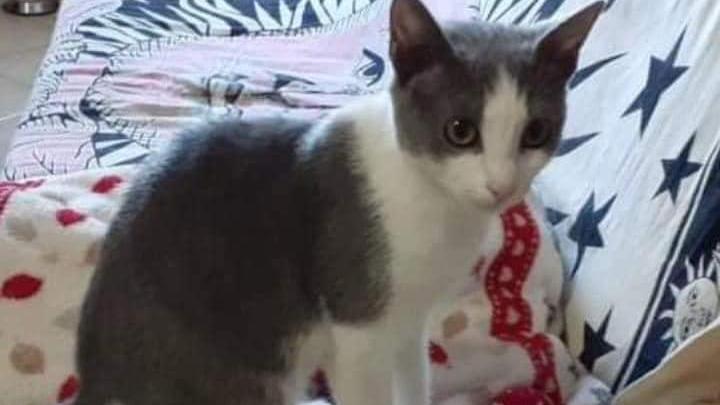 La gattina di sei mesi Lola di nuovo a casa