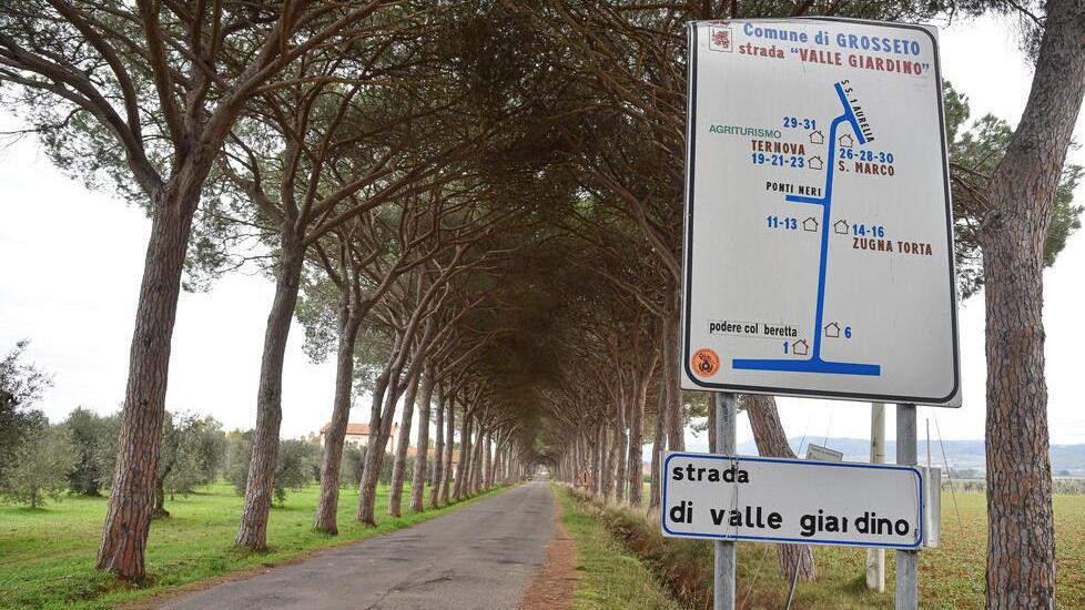 Il Comune ordina a 29 privati di potare 557 pini domestici quasi centenari