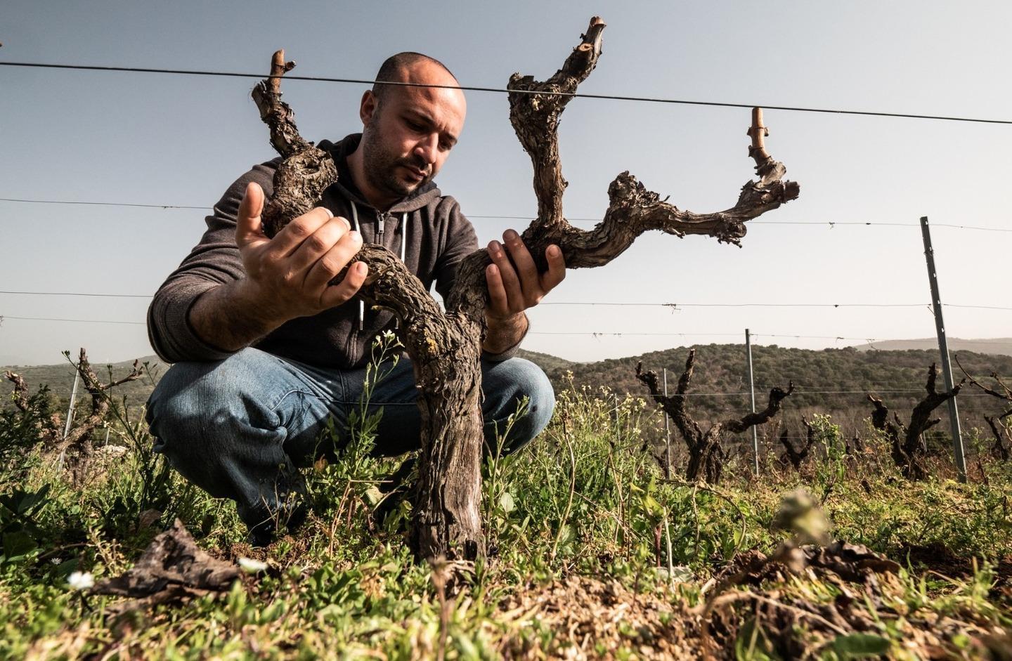 Vigna dop a Mamoiada “Sas de melas” diventa un brand certificato 