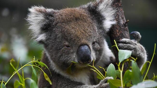Australia: 35 milioni di dollari per proteggere i koala