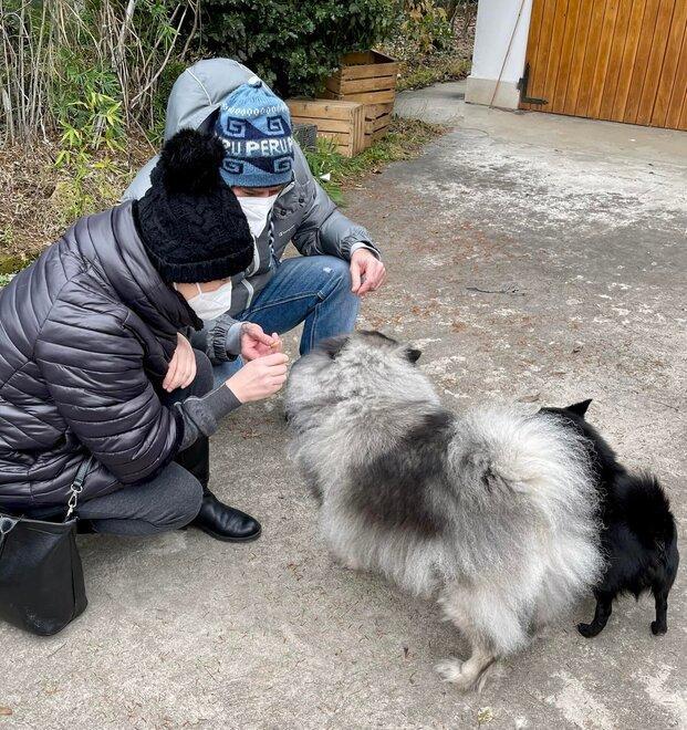 Esaudito l'ultimo desiderio del medico morto: adottati i suoi cani 