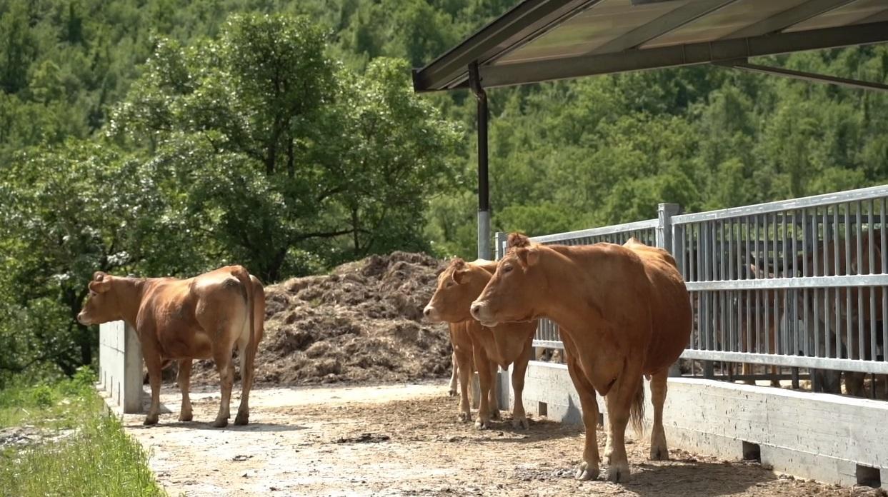 Mucche in un allevamento della Garfagnana