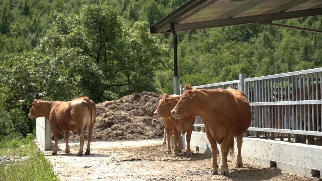 Mucche in un allevamento della Garfagnana