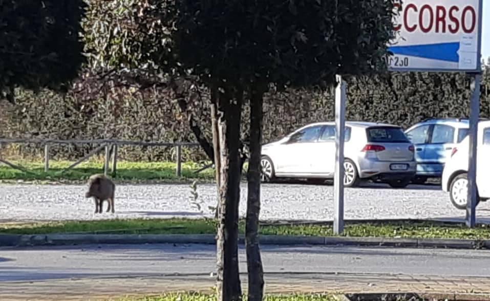 Il cinghiale avvistato dall’ex sindaca Monica Paffetti davanti all’ospedale di Orbetello