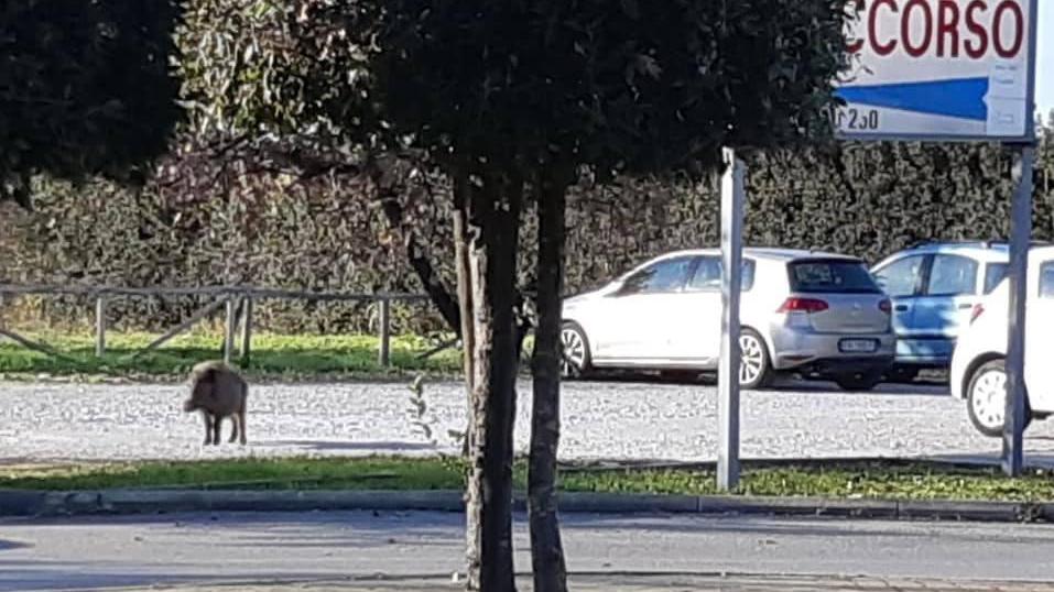 Il cinghiale avvistato dall’ex sindaca Monica Paffetti davanti all’ospedale di Orbetello