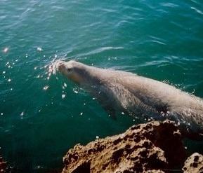 Tutela ambientale, via ai seminari 