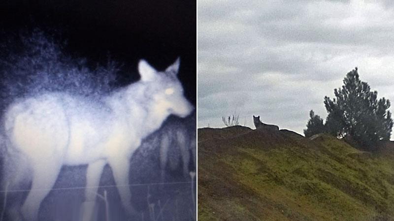 Branco di Monte Calvi (Fototrappola Wwf). Foto di un lupo scattata dagli operai vicino all’area dell’altoforno