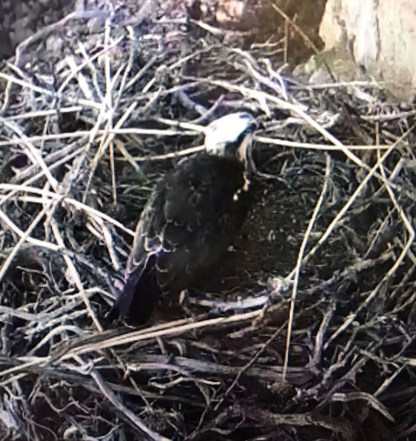 Il falco pescatore è tornato nel suo nido di Capo Caccia
