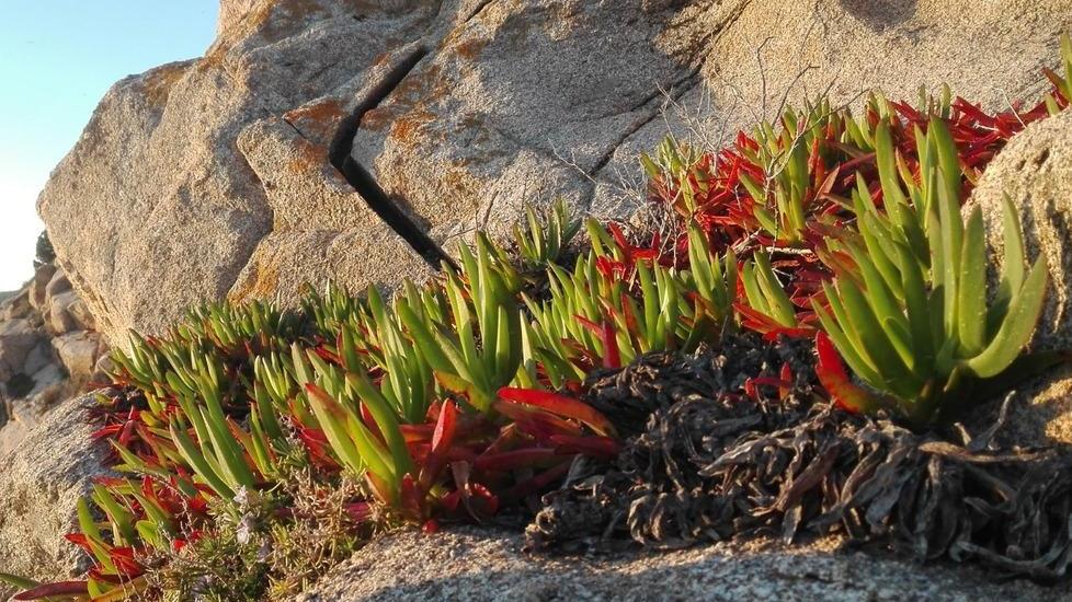 Una pianta di Fico degli ottentotti sulle scogliere dell'Isola del Giglio