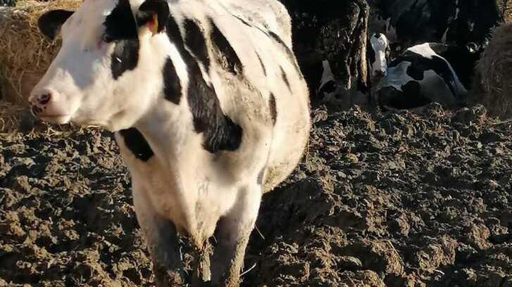 Viano, mucche allevate tra il letame e carcasse sbranate da animali