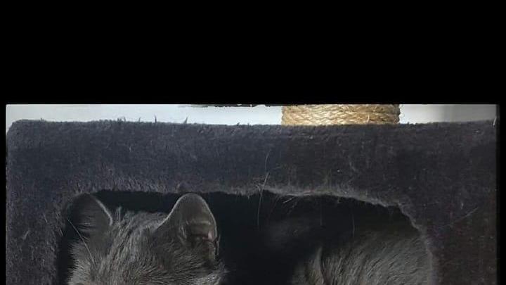 Il gatto Berto