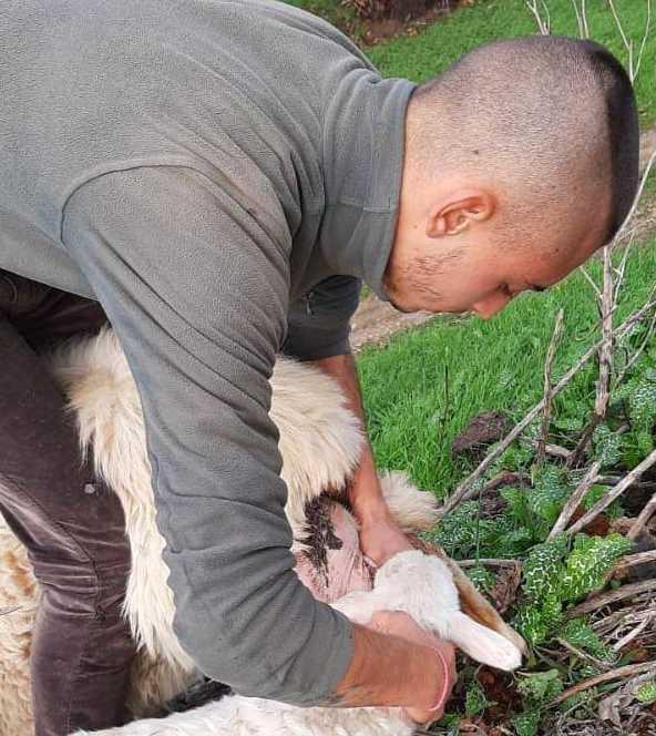 La Caritas fa la paradura e il 18enne Simone di Uras riavrà il gregge 