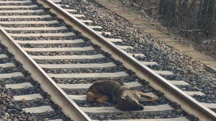 Reggio Emilia, lupo travolto e ucciso dal treno sul binario della linea ferroviaria