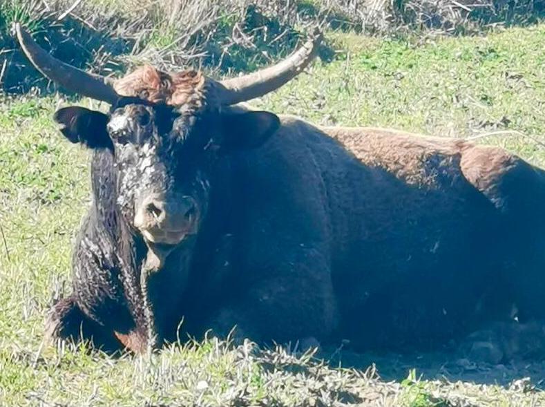 “Corrida” a Genuri. Toro abbattuto a fucilate 