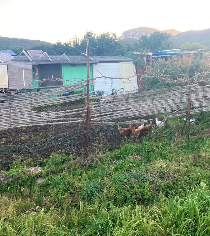 A Golfo Aranci scoppia la guerra contro le galline 