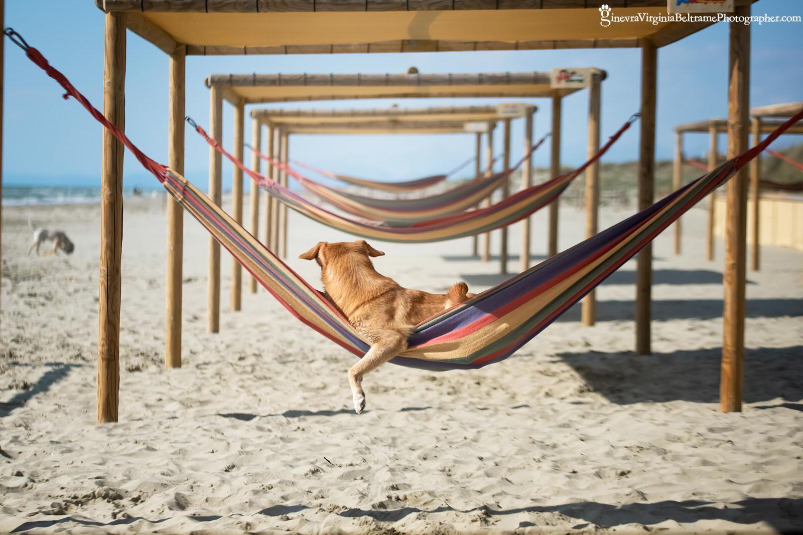 La spiaggia dei cani Single Fin Tuscany Beach Dog del Calambrone e il suo gestore Jonathan Sammuri che racconta della sua attività in vista dell'estate (foto della fotografa Ginevra Virginia Beltrame)