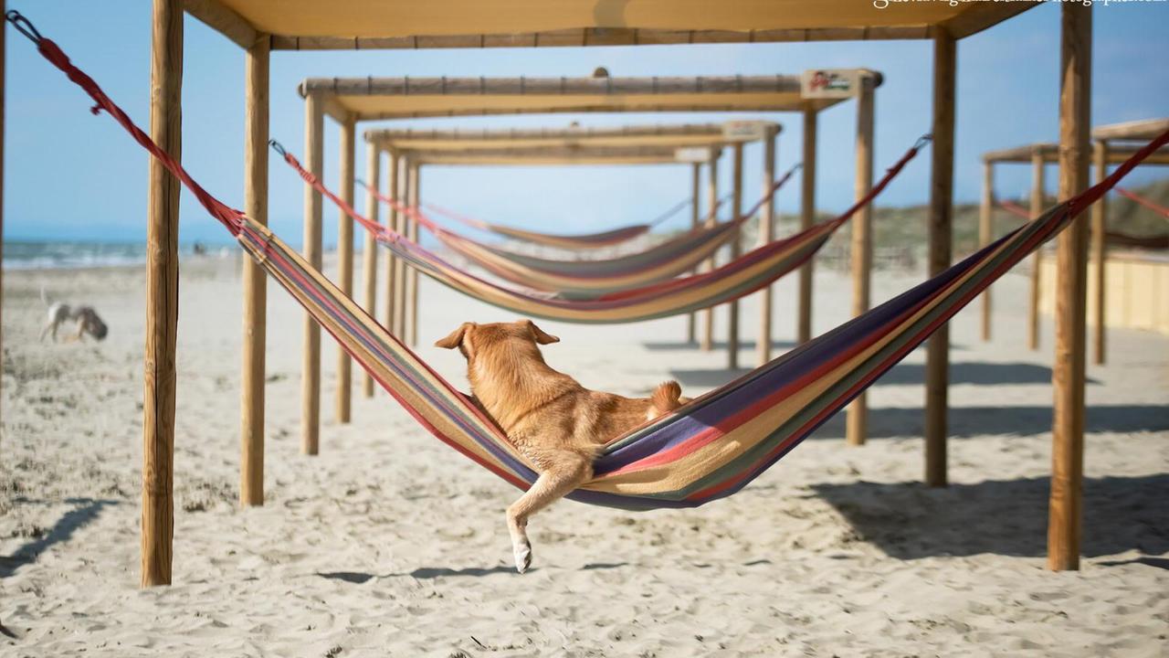 La spiaggia dei cani Single Fin Tuscany Beach Dog del Calambrone e il suo gestore Jonathan Sammuri che racconta della sua attività in vista dell'estate (foto della fotografa Ginevra Virginia Beltrame)