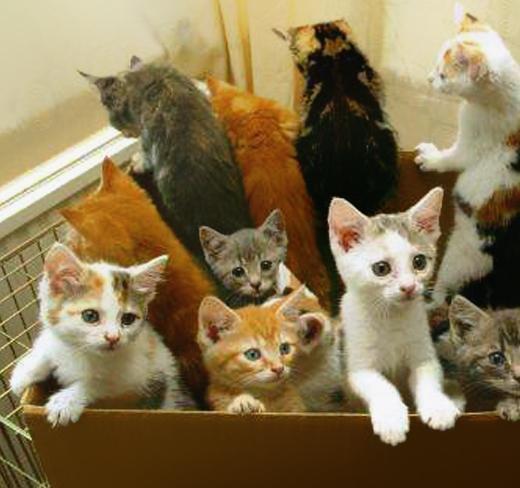 Soliera. Gattile finanziato con l’eredità: il Comune cerca fondi aggiuntivi 