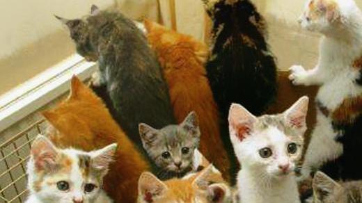 Soliera. Gattile finanziato con l’eredità: il Comune cerca fondi aggiuntivi