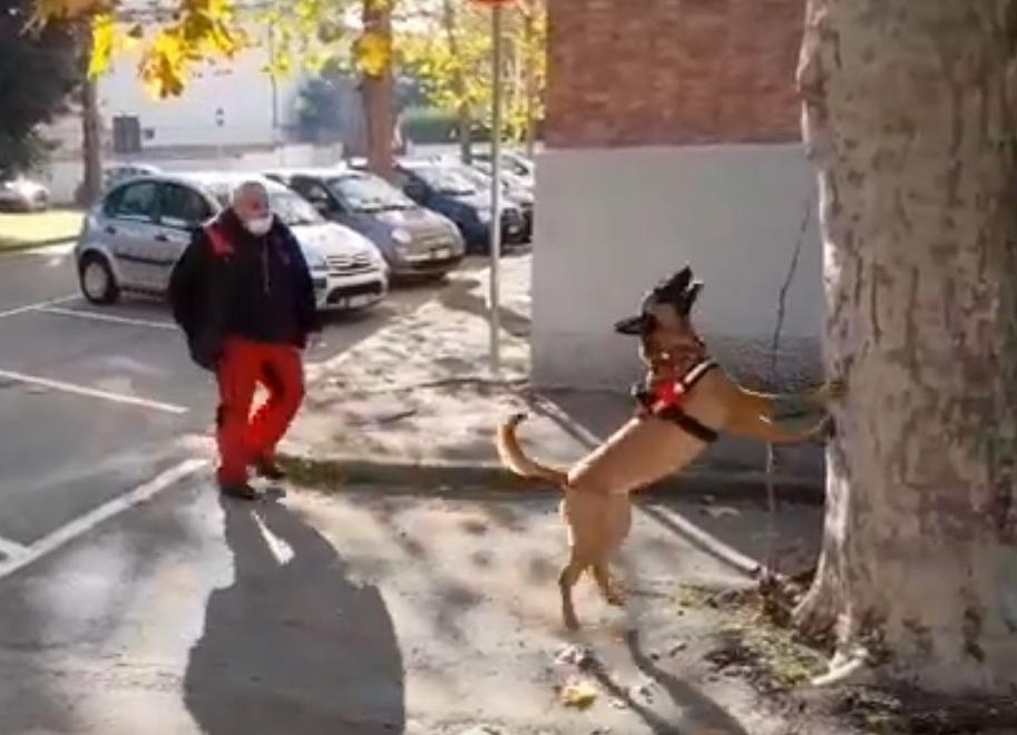 Uno “sniffer dog” impegnato ad annusare l’eventuale presenza di tarlo asiatico su un albero
