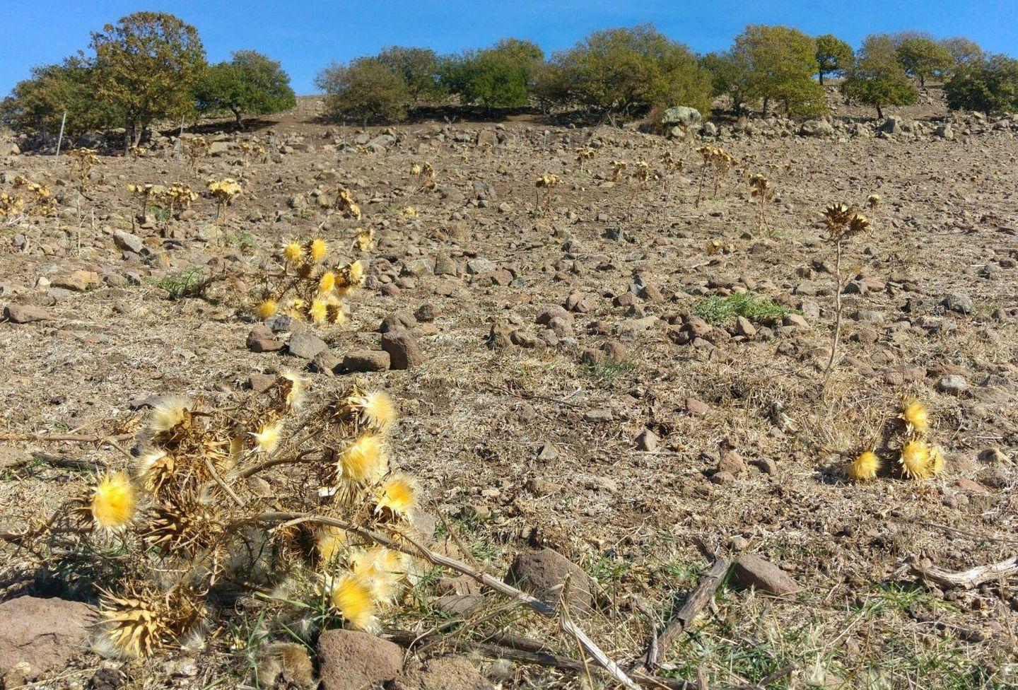 Premi per allevatori e agricoltori bloccati da anni: la Regione sotto accusa 