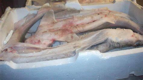 Modena: in un ristorante sequestrati 62 chili di pesce pericoloso 