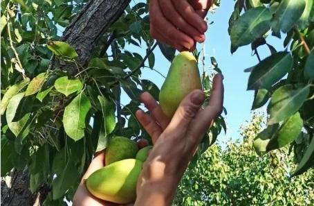 Albicocche, pere, fagioli la biodiversità custodita dall’Agreste di Sennori