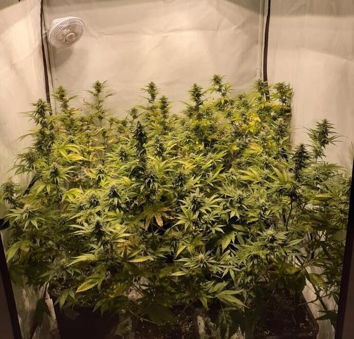 Teneva una serra di marijuana in casa, arrestato 