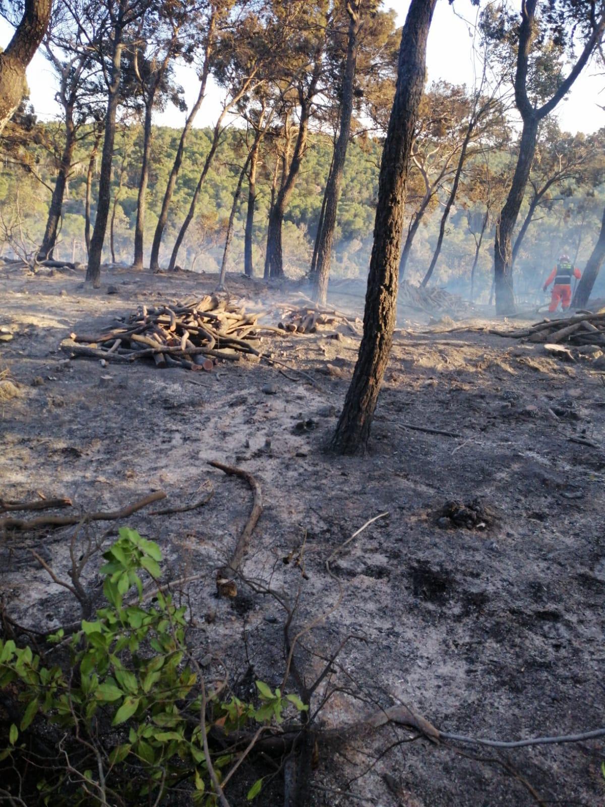 La devastazione lasciata dalle fiamme nel bosco di Chioma, nel comune di Rosignano