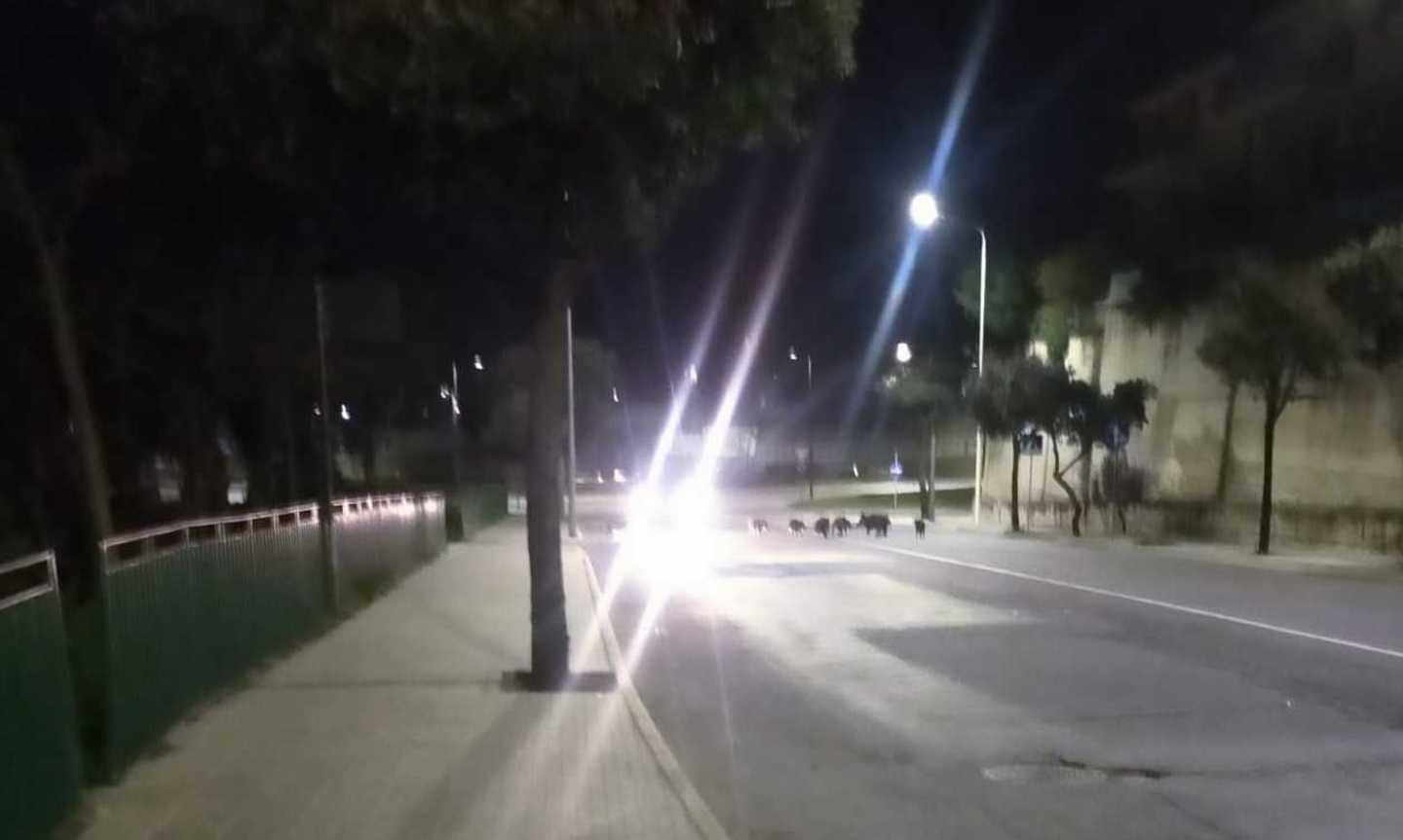 Nuoro, dodici cinghiali a spasso in città 