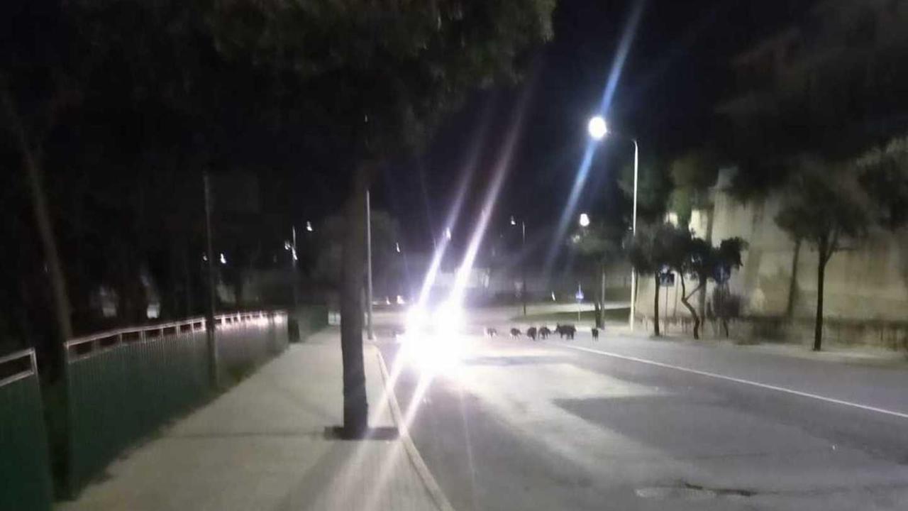 Nuoro, dodici cinghiali a spasso in città