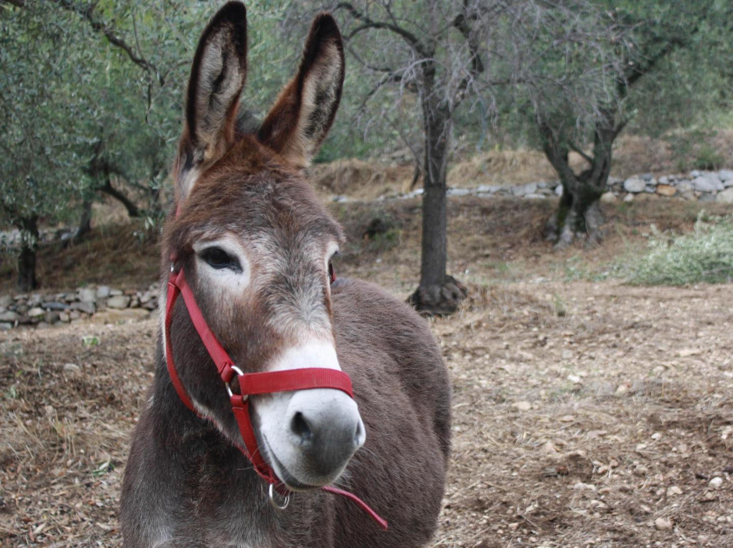 L’asino sardo in mostra a Ittireddu 