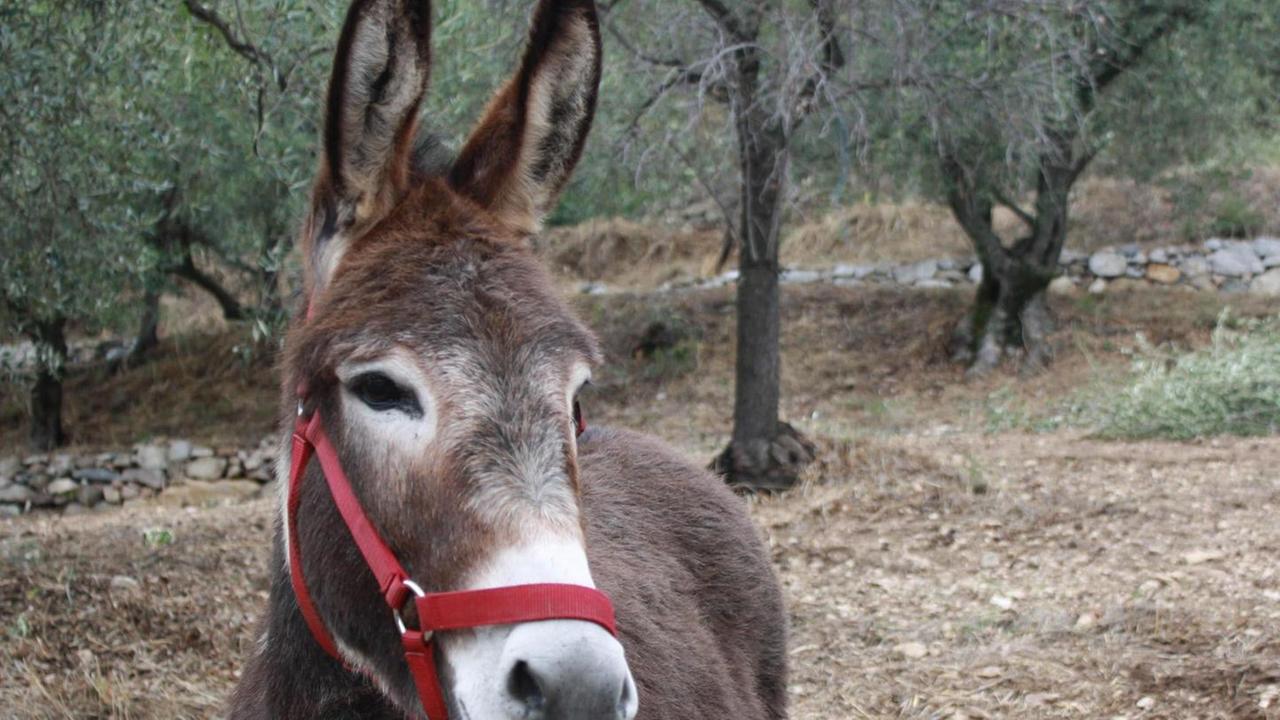 L’asino sardo in mostra a Ittireddu