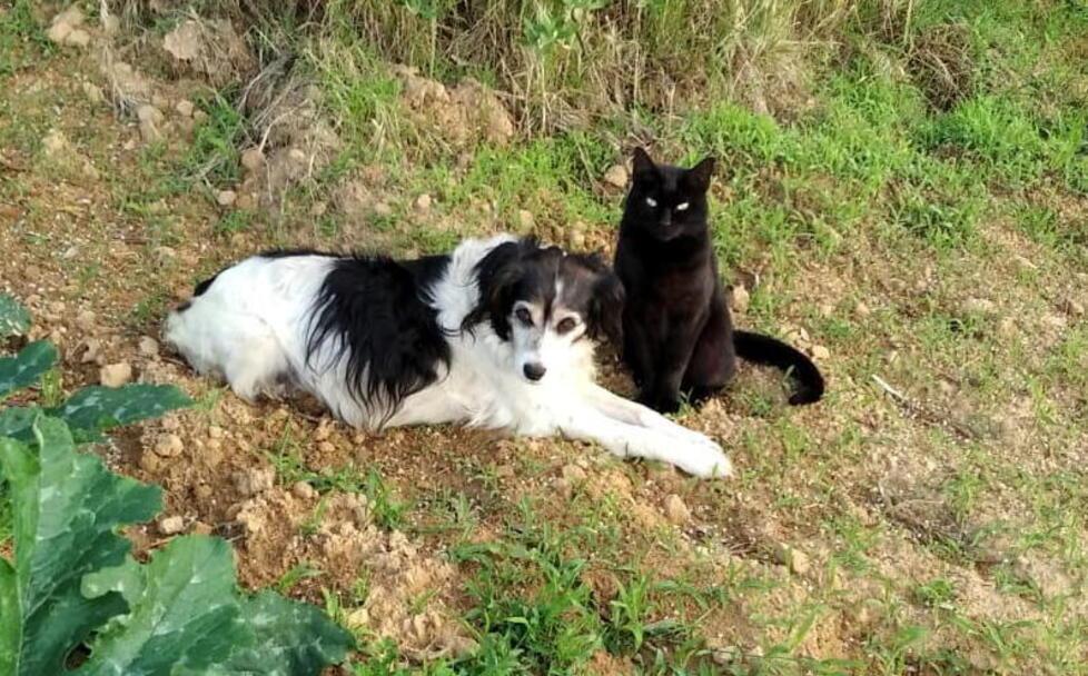 Carolina, la cagnolina aggredita e ferita dal lupo nel giardino di casa
