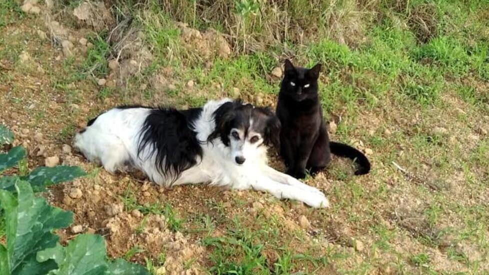 Carolina, la cagnolina aggredita e ferita dal lupo nel giardino di casa