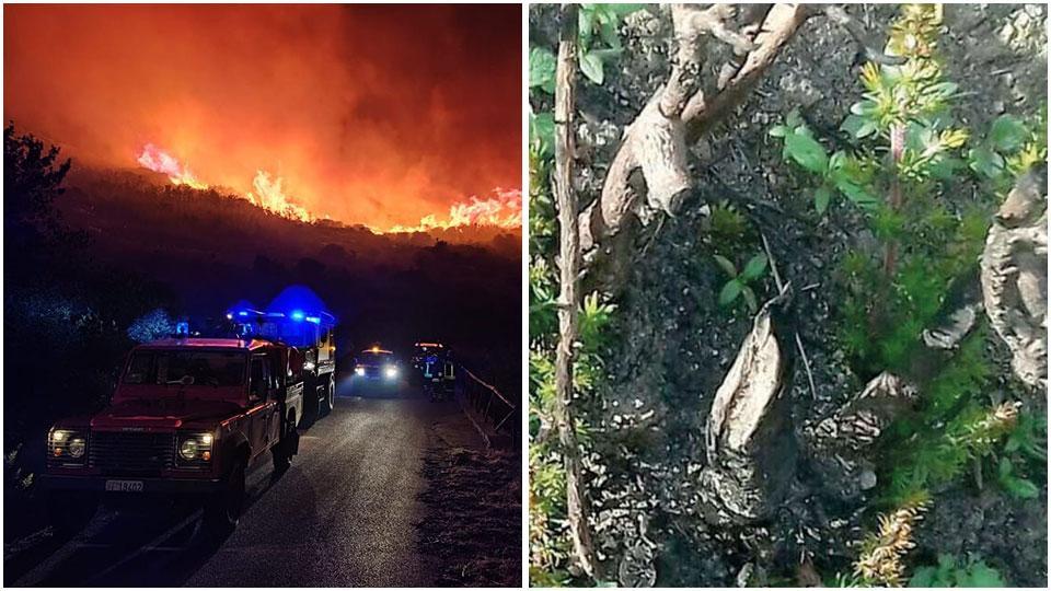 Una delle immagini più drammatiche dell’incendio dello scorso 16 ottobre e un germoglio in una delle piante bruciate nell’incendio