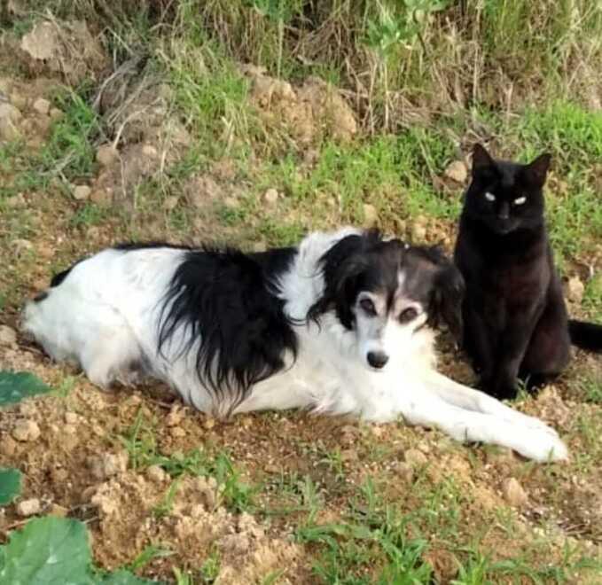 Ancora nessuna traccia della cagnolina Carolina