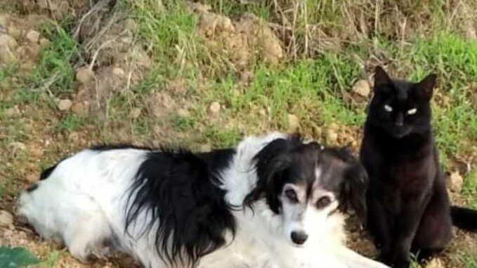Ancora nessuna traccia della cagnolina Carolina