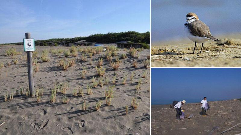 La pulizia interessa un tratto del litorale costiero di 4,7 chilometri, l’arenile del Padule di Bolgheri, tra la foce della fossa Camilla e la foce della fossa di Bolgheri (Seggio), e la zona dell’Oasi dunale del Gineprino;
in alto a destra un esemplare di Fratino, piccolo trampoliere che nidifica in minuscole depressioni formatesi sull’arenile; e sotto due volontari impegnati nella pulizia manuale della spiaggia