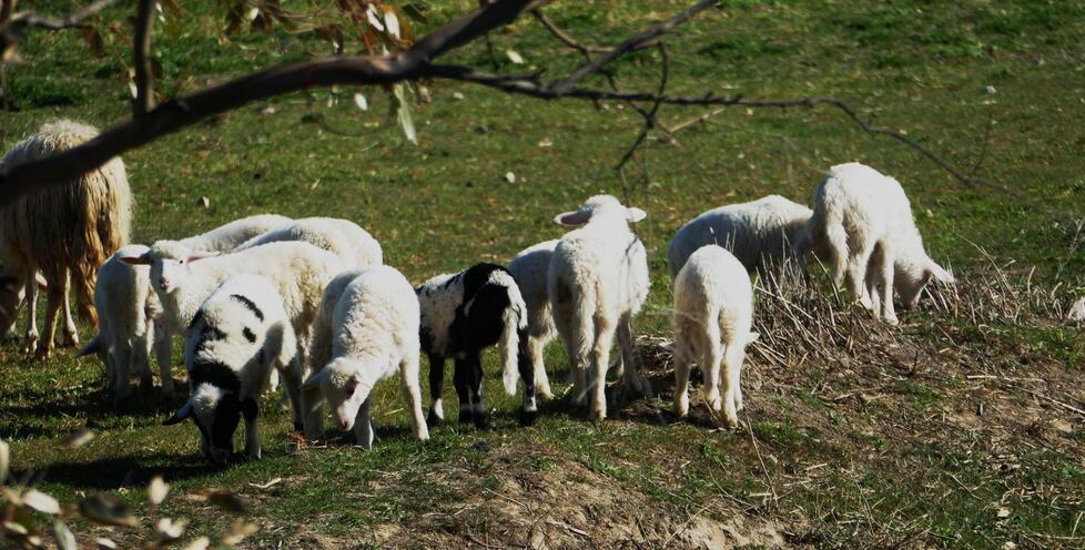 Agnellini in un prato in Maremma (foto Enzo Russo)