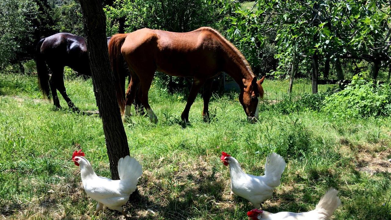 Diventare agricoltori fai da te per allevare galline a casa
