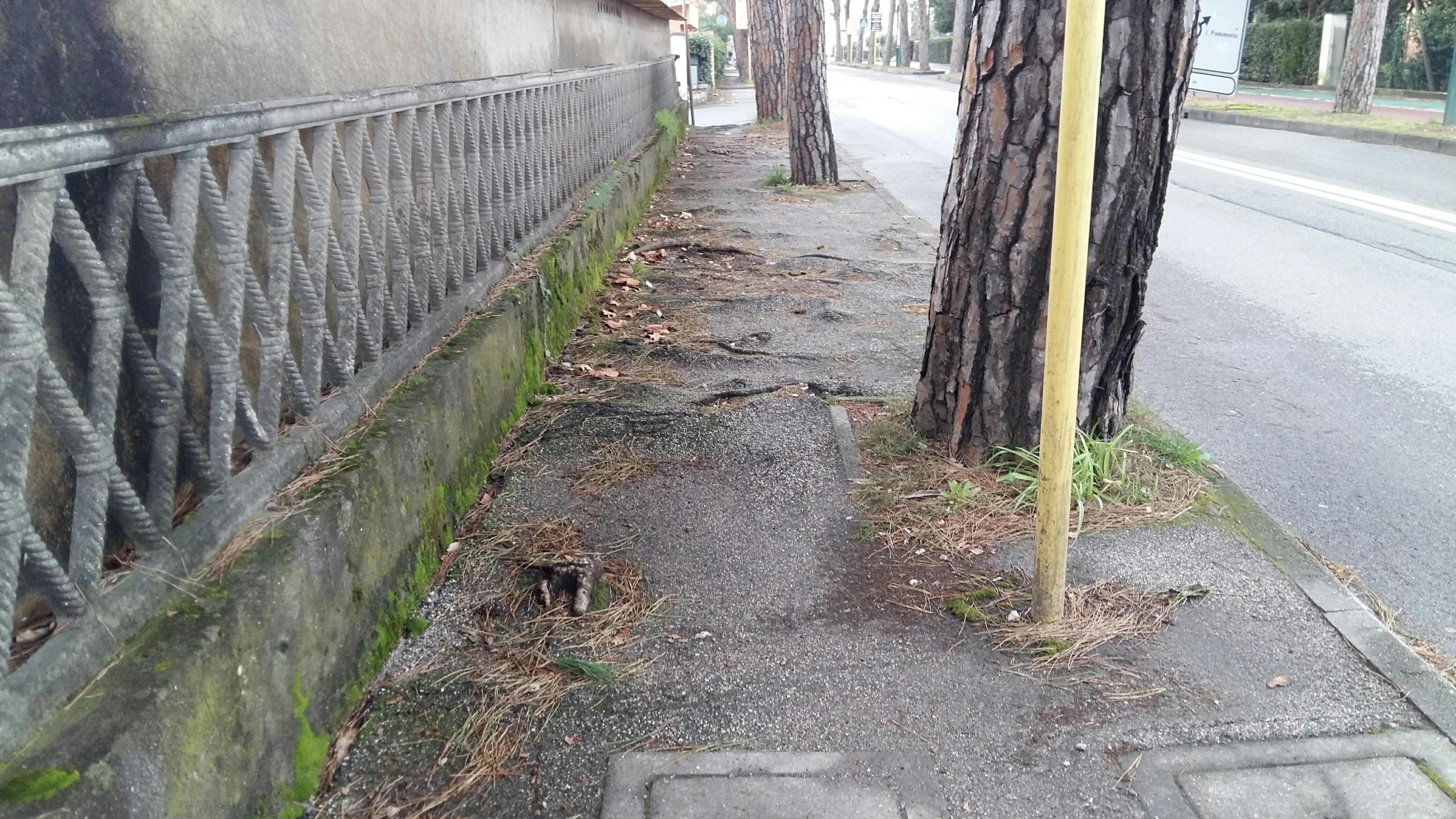 Via di Pratale, 53 pini da abbattere. Nel quartiere 92 nuove piante 