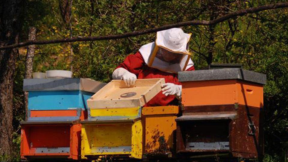 Un apicoltore al lavoro (foto d’archivio)