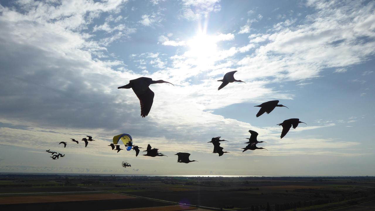 La "colonia" di ibis eremita in viaggio per Orbetello
