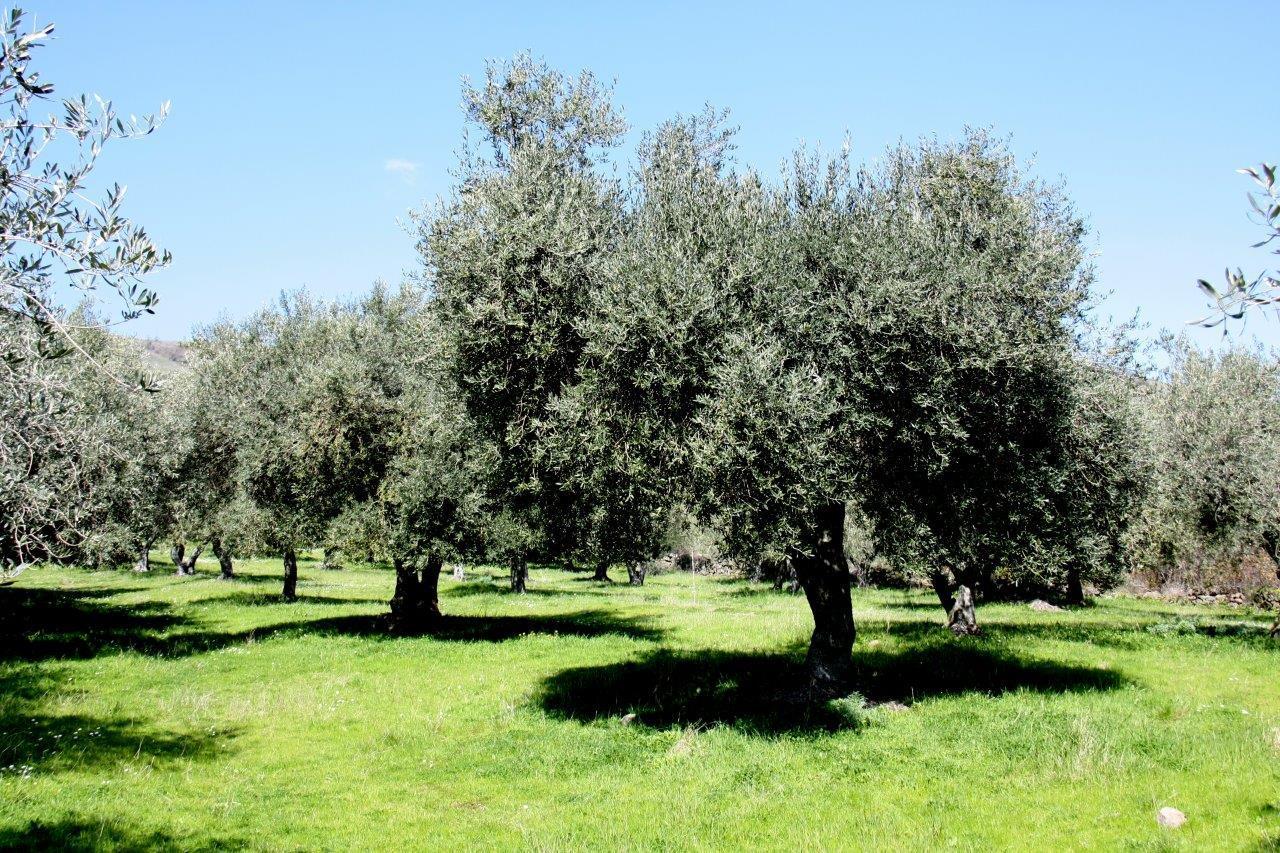 Alghero, l'Accademia Olearia tra le 100 eccellenze italiane secondo Forbes